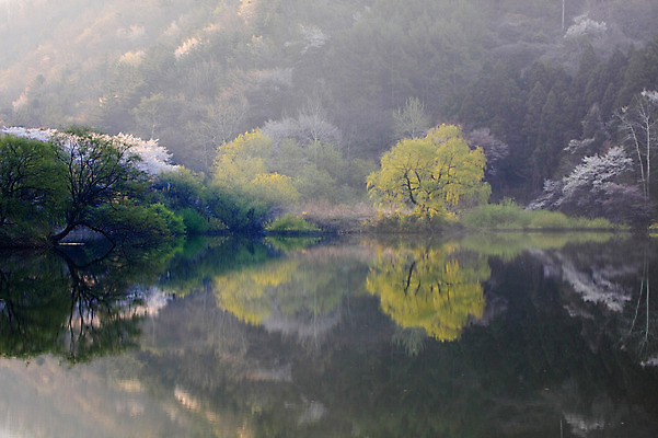 포토 JPG 주간 나무 식물 호수 자연 한국 물그림자 풍경 사람없음 야외 반사 저수지 숲 충청남도 충청도 서산 용비저수지 용비지 국내포토 자연요소 아시아 그림자 생태계 파일형식