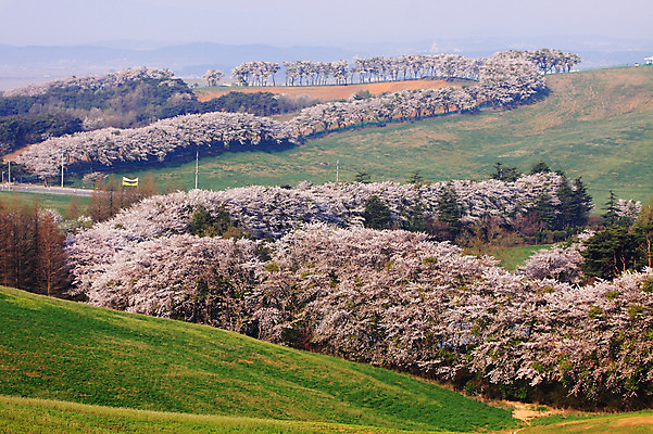 포토 JPG 주간 나무 식물 계절 꽃 자연 한국 꽃나무 풍경 초원 사람없음 야외 봄풍경 봄 목장 벚꽃 숲 충청남도 언덕 충청도 삼화목장 서산 서산목장 용비지 국내포토 자연요소 아시아 생태계 파일형식