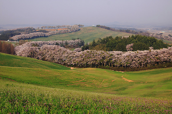 포토 JPG 주간 나무 식물 계절 꽃 자연 한국 꽃나무 풍경 초원 사람없음 야외 봄풍경 봄 목장 벚꽃 숲 충청남도 언덕 충청도 삼화목장 서산 서산목장 용비지 국내포토 자연요소 아시아 생태계 파일형식