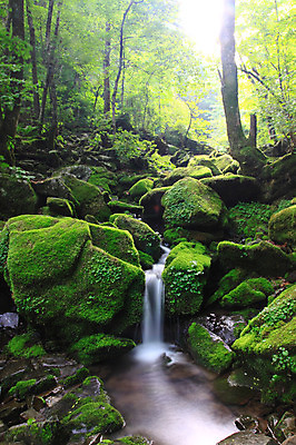 포토 JPG 주간 나무 식물 컬러 자연 한국 이끼 풍경 사람없음 야외 초록색 물 골짜기 계곡 흐름 돌_바위 바위 급류 습지 숲속 숲 국내포토 자연요소 아시아 컨셉 생태계 파일형식