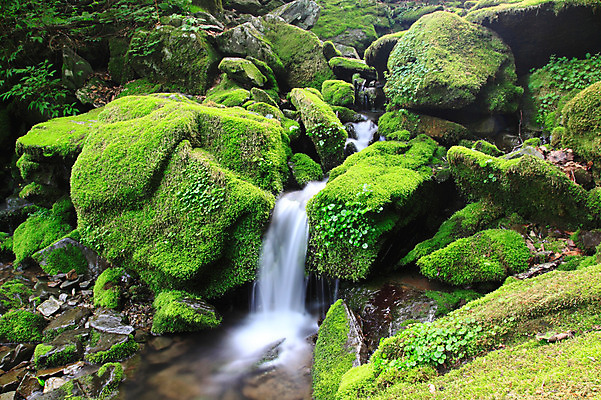 포토 JPG 주간 컬러 자연 한국 이끼 풍경 사람없음 야외 초록색 물 골짜기 계곡 흐름 돌_바위 바위 급류 습지 국내포토 자연요소 아시아 컨셉 생태계 파일형식