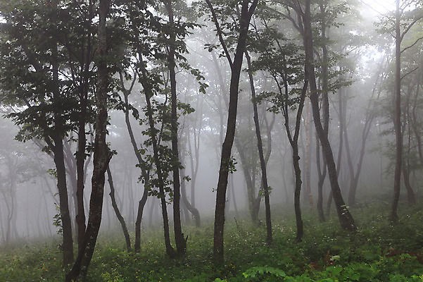 포토 JPG 주간 나무 식물 자연현상 자연 한국 풍경 사람없음 야외 안개 풀 잡초 소프트포커스 숲속 숲 수목원 뿌연 국내포토 자연요소 아시아 날씨 촬영기법 생태계 파일형식