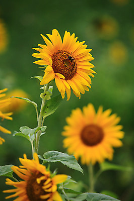 포토 JPG 주간 식물 동물 한마리 꽃 컬러 여러송이 곤충 잎 여름꽃 자연 해바라기 풍경 사람없음 야외 아웃포커스 노란색 벌레 꿀벌 벌 국내포토 자연요소 1 다수 촬영기법 벌_곤충 생태계 파일형식 여름_계절