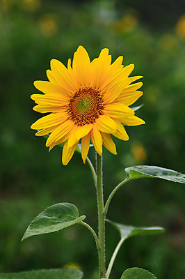 포토 JPG 주간 식물 꽃 컬러 한송이 여름꽃 자연 해바라기 풍경 사람없음 야외 아웃포커스 노란색 국내포토 자연요소 1 촬영기법 생태계 송이 파일형식 여름_계절