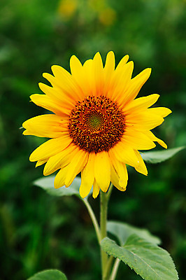 포토 JPG 주간 식물 꽃 컬러 한송이 여름꽃 자연 해바라기 풍경 사람없음 야외 아웃포커스 노란색 국내포토 자연요소 1 촬영기법 생태계 송이 파일형식 여름_계절