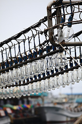 포토 JPG 주간 교통수단 바다 수상교통 전구 조명 한국 어업 풍경 해변 사람없음 야외 아웃포커스 항구 어선 정박 오징어 어촌 고기잡이 오징어배 선박 국내포토 자연요소 산업 아시아 교통 배_교통 교통시설 연체동물 촬영기법 수중동물 시골 파일형식