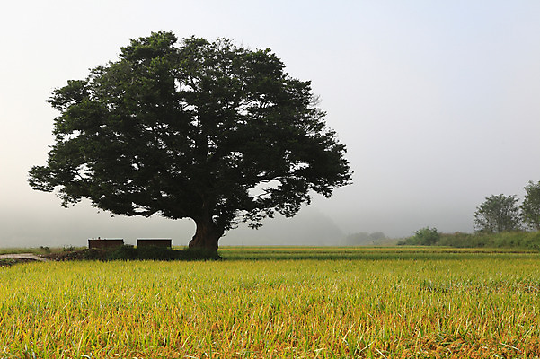 포토 JPG 주간 나무 식물 밭 자연 한국 논 풍경 초원 사람없음 야외 농경지 안개 농촌 시골 국내포토 자연요소 아시아 농업 날씨 농장 생태계 파일형식