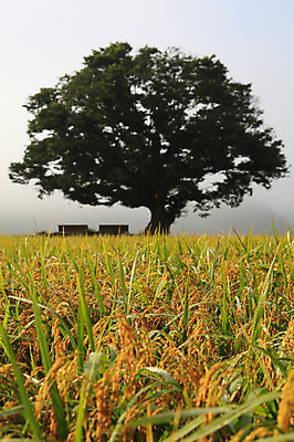 포토 JPG 주간 나무 식물 사계절 계절 밭 자연 한국 논 한그루 풍경 초원 사람없음 야외 농경지 가을풍경 안개 벼 가을 농촌 시골 국내포토 자연요소 1 아시아 농업 날씨 곡류 농장 생태계 파일형식 가을_계절
