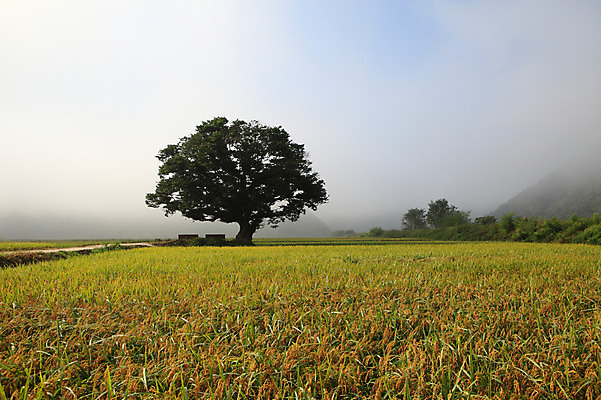 포토 JPG 주간 나무 식물 사계절 계절 밭 자연 한국 논 풍경 초원 사람없음 야외 농경지 가을풍경 안개 가을 농촌 시골 국내포토 자연요소 아시아 농업 날씨 농장 생태계 파일형식 가을_계절