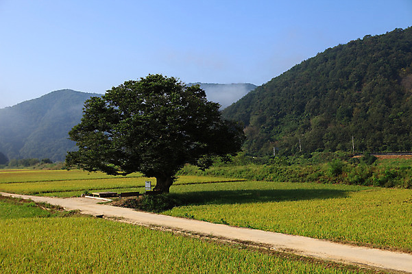 포토 JPG 주간 나무 식물 도로 길 밭 자연 산 한국 논 풍경 초원 사람없음 야외 농경지 안개 농촌 시골 산등성이 시골길 국내포토 자연요소 아시아 농업 교통시설 날씨 농장 생태계 파일형식