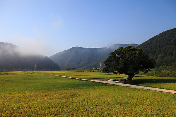 포토 JPG 주간 나무 식물 도로 길 밭 자연 산 한국 논 풍경 초원 사람없음 야외 농경지 안개 농촌 시골 산등성이 시골길 국내포토 자연요소 아시아 농업 교통시설 날씨 농장 생태계 파일형식
