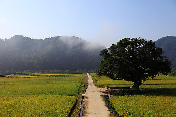 포토 JPG 주간 나무 식물 도로 길 밭 자연 산 한국 논 풍경 초원 사람없음 야외 농경지 원근감 안개 농촌 시골 산등성이 시골길 국내포토 자연요소 아시아 뷰포인트 농업 교통시설 날씨 농장 생태계 파일형식