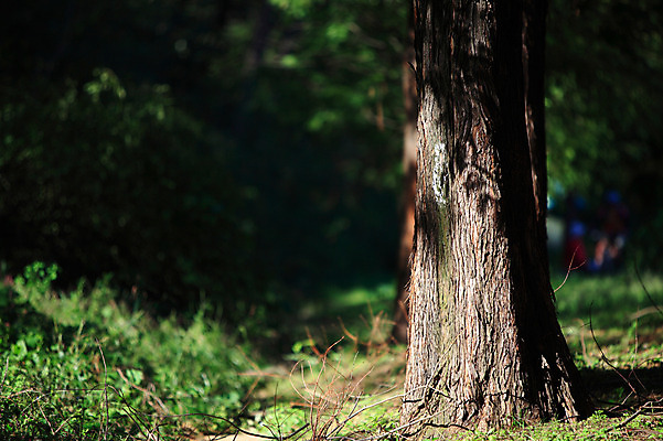 포토 JPG 주간 나무 식물 공원 컬러 자연 한국 그림자 풍경 사람없음 야외 아웃포커스 초록색 풀 잡초 숲속 숲 나무밑둥 국내포토 자연요소 공공시설 아시아 촬영기법 생태계 파일형식