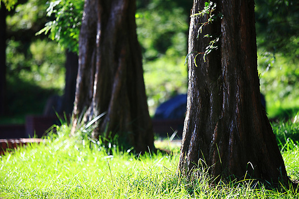 포토 JPG 주간 나무 식물 공원 컬러 자연 한국 풍경 잔디 사람없음 야외 아웃포커스 초록색 풀 잡초 숲속 숲 나무밑둥 국내포토 자연요소 공공시설 아시아 촬영기법 생태계 파일형식