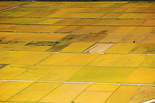 포토 JPG 주간 사계절 계절 자연 한국 논 풍경 초원 사람없음 야외 농경지 가을풍경 가을 농촌 시골 국내포토 자연요소 아시아 농업 농장 생태계 파일형식 가을_계절
