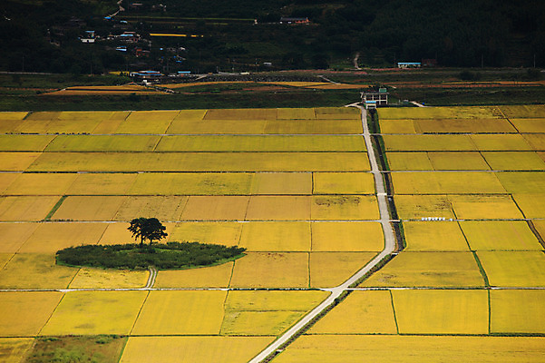 포토 JPG 주간 나무 식물 사계절 계절 도로 길 자연 한국 논 풍경 초원 사람없음 야외 농경지 마을 가을풍경 가을 농촌 시골 국내포토 자연요소 아시아 농업 교통시설 농장 생태계 파일형식 가을_계절