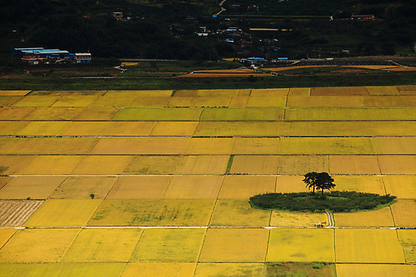 포토 JPG 주간 나무 식물 사계절 계절 자연 한국 논 풍경 초원 사람없음 야외 농경지 마을 가을풍경 가을 농촌 시골 국내포토 자연요소 아시아 농업 농장 생태계 파일형식 가을_계절