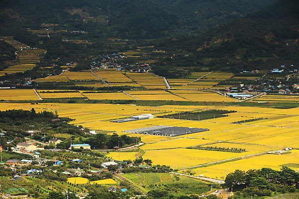 포토 JPG 주간 나무 식물 사계절 계절 자연 산 주택 한국 논 풍경 초원 사람없음 야외 농경지 마을 가을풍경 가을 농촌 시골 국내포토 자연요소 아시아 농업 건물 농장 생태계 파일형식 가을_계절