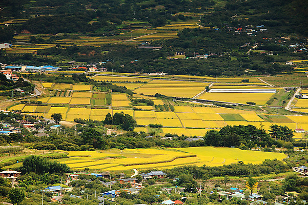 포토 JPG 주간 나무 식물 사계절 계절 자연 주택 한국 논 풍경 초원 사람없음 야외 농경지 마을 가을풍경 가을 농촌 시골 국내포토 자연요소 아시아 농업 건물 농장 생태계 파일형식 가을_계절