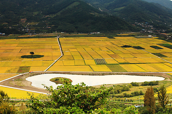 포토 JPG 주간 나무 식물 사계절 계절 자연 산 한국 논 풍경 초원 사람없음 야외 농경지 가을풍경 가을 농촌 시골 저수지 연못 국내포토 자연요소 아시아 농업 농장 생태계 파일형식 가을_계절