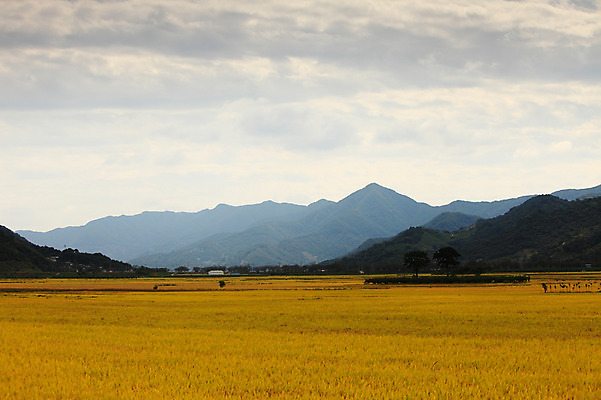 포토 JPG 주간 구름 사계절 계절 자연 하늘 산 한국 논 풍경 초원 사람없음 야외 농경지 가을풍경 벼 가을 농촌 시골 국내포토 자연요소 아시아 농업 곡류 농장 생태계 파일형식 가을_계절