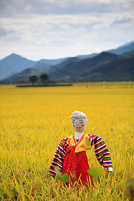 포토 JPG 주간 구름 사계절 계절 자연 하늘 산 논 풍경 초원 사람없음 야외 아웃포커스 농경지 가을풍경 벼 가을 농촌 시골 한복 허수아비 색동저고리 색동옷 국내포토 자연요소 한국전통 옷 농업 곡류 촬영기법 농장 전통의상 생태계 저고리 파일형식 가을_계절