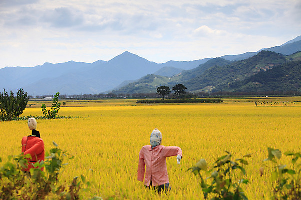 포토 JPG 주간 나무 식물 사계절 계절 밭 자연 산 한국 논 풍경 초원 사람없음 야외 농경지 가을풍경 가을 농촌 시골 허수아비 국내포토 자연요소 아시아 농업 농장 생태계 파일형식 가을_계절
