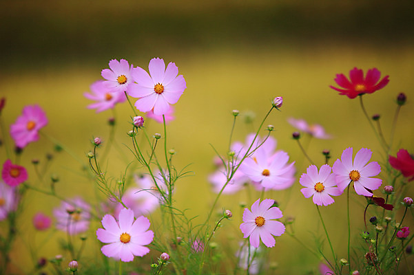 포토 JPG 주간 식물 사계절 계절 꽃 분홍색 컬러 자연 한국 가을꽃 풍경 사람없음 야외 아웃포커스 가을풍경 들꽃 가을 코스모스 국내포토 자연요소 아시아 촬영기법 생태계 파일형식 가을_계절