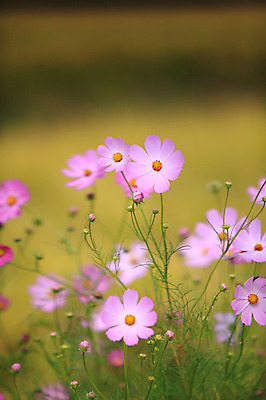 포토 JPG 주간 식물 사계절 계절 꽃 분홍색 컬러 자연 한국 가을꽃 풍경 사람없음 야외 아웃포커스 가을풍경 들꽃 가을 코스모스 국내포토 자연요소 아시아 촬영기법 생태계 파일형식 가을_계절