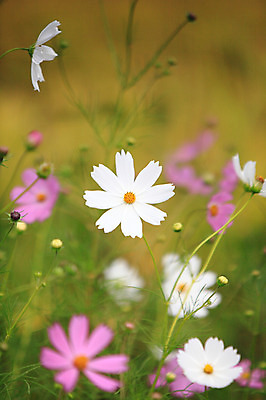 포토 JPG 주간 식물 사계절 계절 꽃 분홍색 컬러 자연 한국 가을꽃 풍경 사람없음 야외 아웃포커스 가을풍경 들꽃 가을 코스모스 국내포토 자연요소 아시아 촬영기법 생태계 파일형식 가을_계절