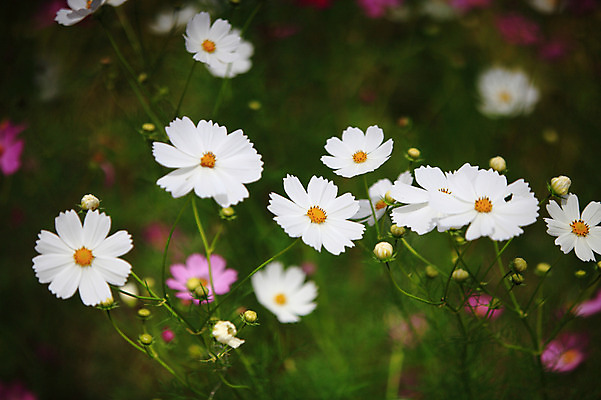포토 JPG 주간 식물 사계절 계절 꽃 분홍색 컬러 자연 한국 가을꽃 풍경 사람없음 야외 아웃포커스 가을풍경 들꽃 가을 코스모스 국내포토 자연요소 아시아 촬영기법 생태계 파일형식 가을_계절