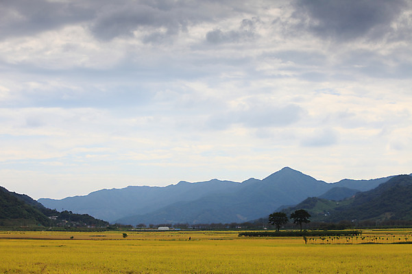 포토 JPG 주간 구름 사계절 계절 자연 하늘 산 한국 논 풍경 초원 사람없음 야외 농경지 가을풍경 벼 가을 농촌 시골 국내포토 자연요소 아시아 농업 곡류 농장 생태계 파일형식 가을_계절