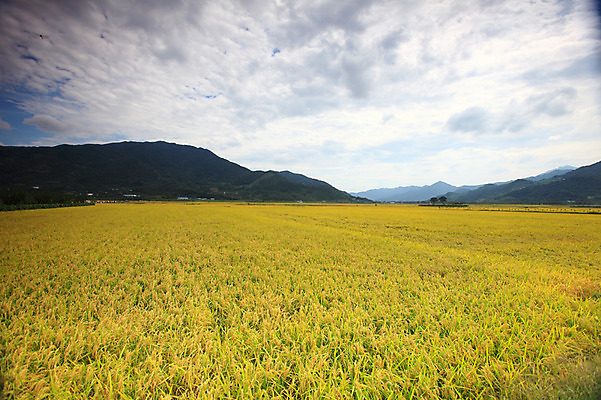 포토 JPG 주간 구름 사계절 계절 자연 하늘 산 한국 논 풍경 초원 사람없음 야외 농경지 가을풍경 벼 가을 농촌 시골 국내포토 자연요소 아시아 농업 곡류 농장 생태계 파일형식 가을_계절