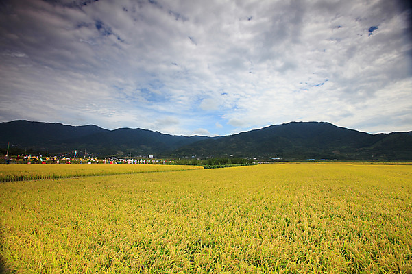 포토 JPG 주간 구름 사계절 계절 자연 하늘 산 한국 논 풍경 초원 사람없음 야외 농경지 가을풍경 벼 가을 농촌 시골 허수아비 국내포토 자연요소 아시아 농업 곡류 농장 생태계 파일형식 가을_계절