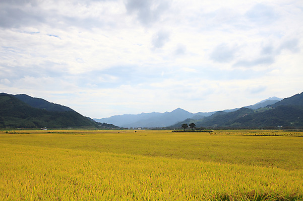 포토 JPG 주간 구름 사계절 계절 자연 하늘 산 한국 논 풍경 초원 사람없음 야외 농경지 가을풍경 벼 가을 농촌 시골 국내포토 자연요소 아시아 농업 곡류 농장 생태계 파일형식 가을_계절