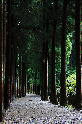 포토 JPG 주간 나무 식물 길 자연 한국 풍경 사람없음 야외 산책로 원근감 숲 숲길 수목원 삼림욕 국내포토 자연요소 아시아 뷰포인트 생태계 파일형식