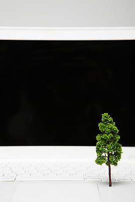 포토 JPG 나무 정보기술 한그루 사람없음 노트북 모형 정보기기 국내포토 식물 1 기술 전자제품 기계 파일형식