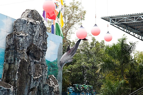 포토 JPG 주간 나무 동물 한마리 2011년태국 포유류 지붕 동물원 사람없음 야외 장식 점프 사파리 돌고래 돌고래쇼 국내포토 자연요소 식물 해외기획촬영 1 모션 수중동물 쇼 파일형식