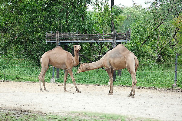 포토 JPG 주간 나무 동물 2011년태국 두마리 포유류 동물원 사람없음 야외 사파리 낙타 국내포토 자연요소 식물 해외기획촬영 2 파일형식