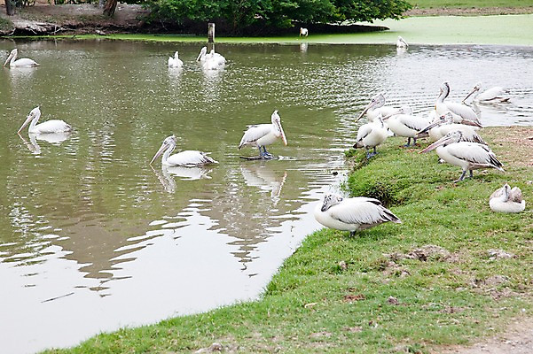 포토 JPG 주간 동물 2011년태국 호수 여러마리 조류 동물원 앉기 사람없음 야외 연못 펠리컨 사파리 국내포토 자연요소 해외기획촬영 다수 모션 파일형식