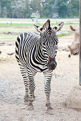 포토 JPG 주간 동물 한마리 2011년태국 포유류 동물원 사람없음 야외 사파리 얼룩말 국내포토 자연요소 해외기획촬영 1 말_동물 파일형식