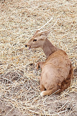포토 JPG 주간 동물 한마리 2011년태국 포유류 사슴 휴식 동물원 앉기 사람없음 야외 풀 볏짚 사파리 국내포토 자연요소 식물 해외기획촬영 1 컨셉 모션 짚 파일형식