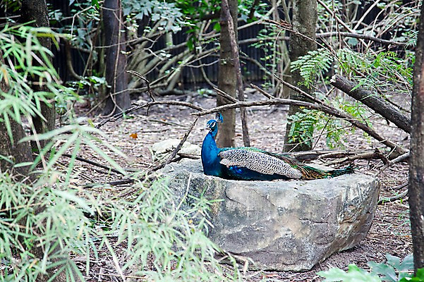 포토 JPG 주간 나무 동물 한마리 2011년태국 조류 동물원 앉기 사람없음 야외 공작 숲 사파리 국내포토 자연요소 식물 해외기획촬영 1 모션 파일형식