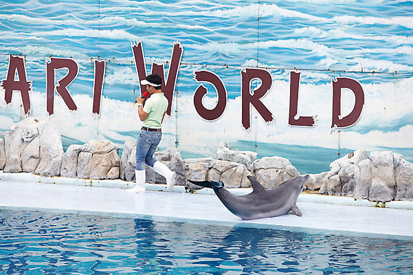 포토 JPG 주간 동물 한마리 2011년태국 남자 포유류 수영장 동물원 한명 사람 성인 야외 물 풀장 묘기 사파리 돌고래 쇼 돌고래쇼 사육사 남자만 남자한명만 성인남자만 성인만 국내포토 자연요소 해외기획촬영 1 수중동물 파일형식