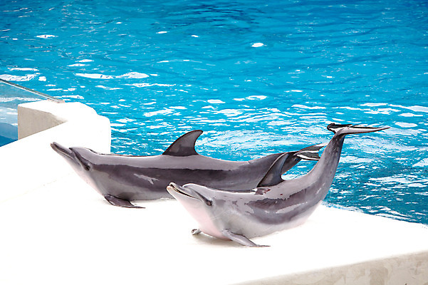 포토 JPG 주간 동물 2011년태국 두마리 포유류 수영장 동물원 사람없음 야외 물 풀장 묘기 사파리 돌고래 쇼 돌고래쇼 국내포토 자연요소 해외기획촬영 2 수중동물 파일형식