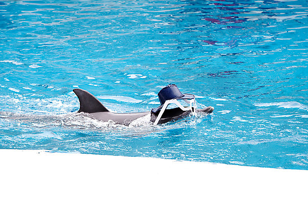 포토 JPG 주간 동물 한마리 2011년태국 포유류 수영장 동물원 사람없음 야외 물 풀장 묘기 사파리 돌고래 쇼 돌고래쇼 국내포토 자연요소 해외기획촬영 1 수중동물 파일형식