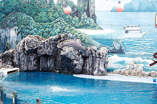 포토 JPG 주간 동물 한마리 2011년태국 포유류 수영장 동물원 야외 물 풀장 점프 묘기 사파리 돌고래 쇼 돌고래쇼 국내포토 자연요소 해외기획촬영 1 모션 수중동물 파일형식