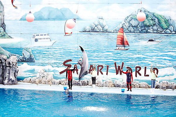 포토 JPG 주간 동물 한마리 2011년태국 남자 포유류 수영장 동물원 사람 여러명 성인 야외 물 풀장 점프 묘기 사파리 돌고래 쇼 돌고래쇼 사육사 남자만 성인남자만 성인만 국내포토 자연요소 해외기획촬영 1 다수 모션 수중동물 파일형식