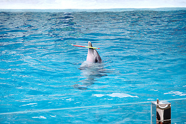 포토 JPG 주간 동물 한마리 2011년태국 포유류 수영장 동물원 사람없음 야외 물 풀장 고리 묘기 사파리 돌고래 쇼 돌고래쇼 국내포토 자연요소 해외기획촬영 1 수중동물 파일형식