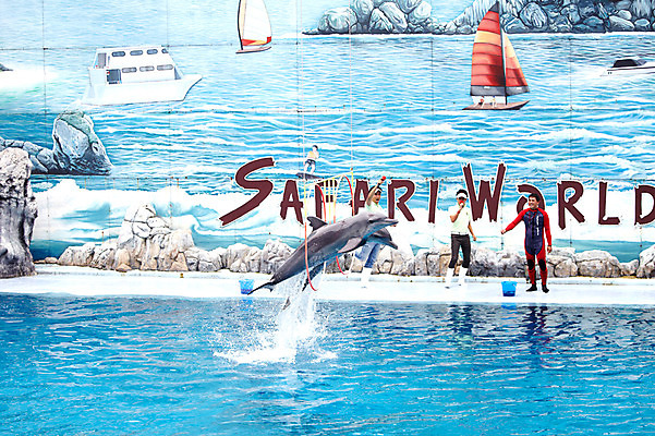 포토 JPG 주간 동물 한마리 2011년태국 남자 포유류 수영장 동물원 사람 성인 야외 세명 물 풀장 점프 묘기 사파리 돌고래 쇼 돌고래쇼 사육사 남자만 성인남자만 성인만 국내포토 자연요소 해외기획촬영 1 모션 수중동물 파일형식